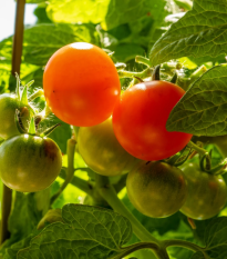 Paradajka Red Robin - Solanum lycopersicum - semená - 6 ks