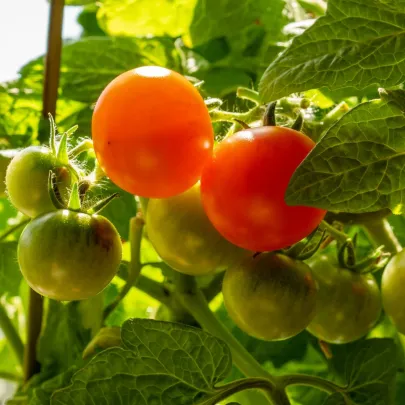 Paradajka Red Robin - Solanum lycopersicum - semená - 6 ks