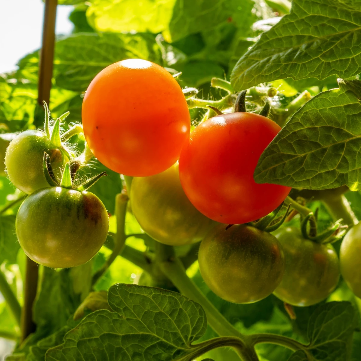 Paradajka Red Robin - Solanum lycopersicum - semená - 6 ks