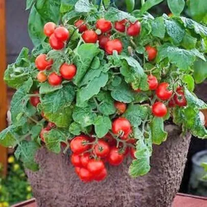 Paradajka Red Robin - Solanum lycopersicum - semená - 6 ks