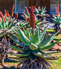Aloe kapská - Aloe ferox - semená - 6 ks