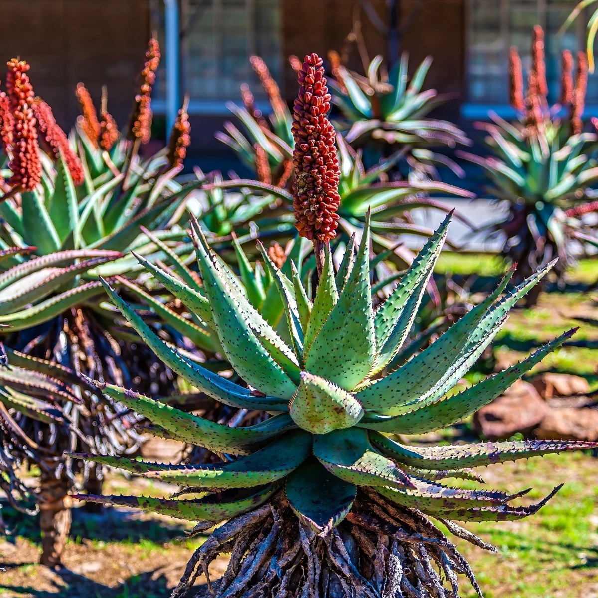 Aloe kapská - Aloe ferox - semená - 6 ks