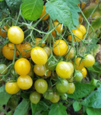 Paradajka Mirabell - Solanum lycopersicum - semená - 6 ks