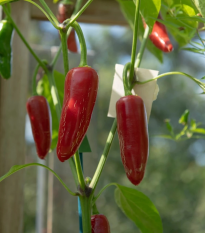 BIO Chilli Jalapeno - Capsicum annuum - bio semená - 6 ks