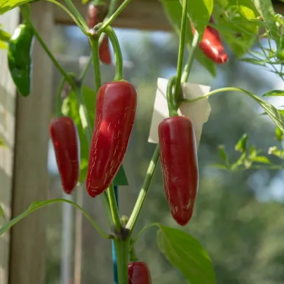 BIO Chilli Jalapeno - Capsicum annuum - bio semená - 6 ks