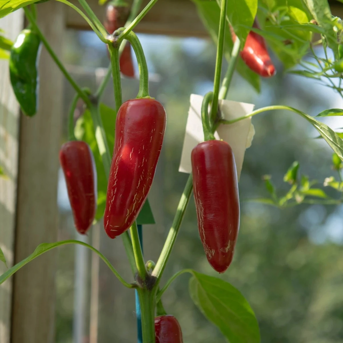 BIO Chilli Jalapeno - Capsicum annuum - bio semená - 6 ks