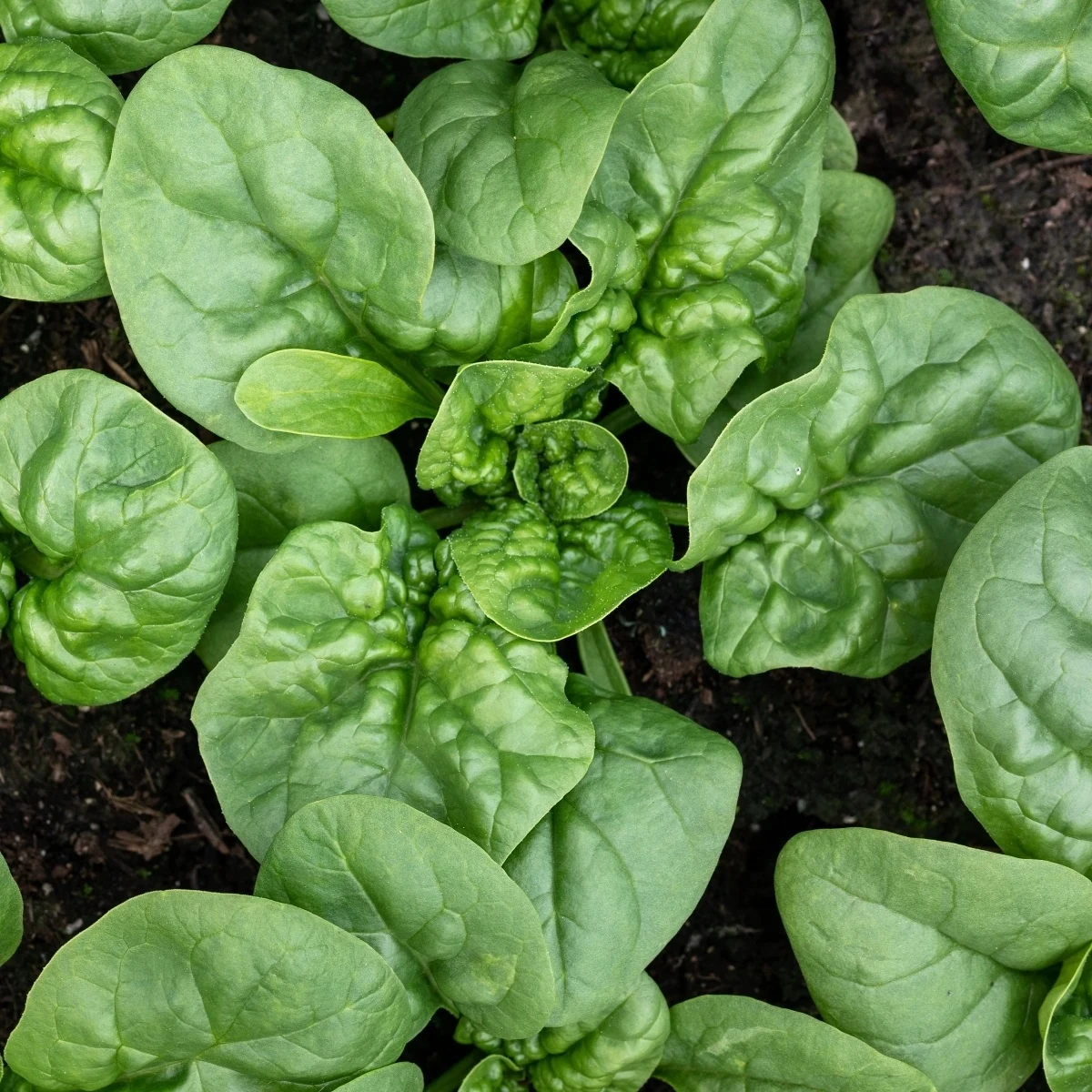 BIO Špenát Butterflay - Spinacia oleracea - bio semená - 70 ks