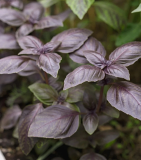 BIO Bazalka Rosso červená - Ocimum basilicum - bio semená - 100 ks