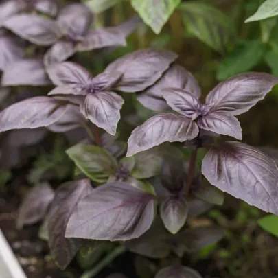 BIO Bazalka Rosso červená - Ocimum basilicum - bio semená - 100 ks