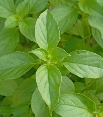 BIO Bazalka citrónová - Ocimum basilicum - bio semená - 100 ks