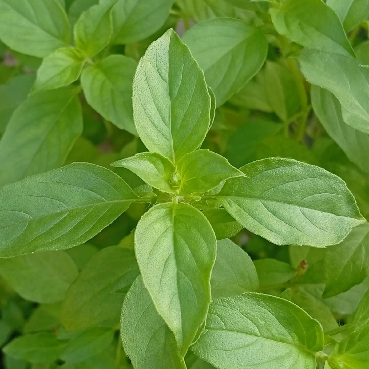 BIO Bazalka citrónová - Ocimum basilicum - bio semená - 100 ks