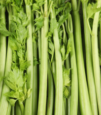 BIO Zeler stopkový Tall Utah - Apium graveolens - bio semená - 80 ks