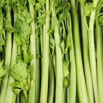 BIO Zeler stopkový Tall Utah - Apium graveolens - bio semená - 80 ks