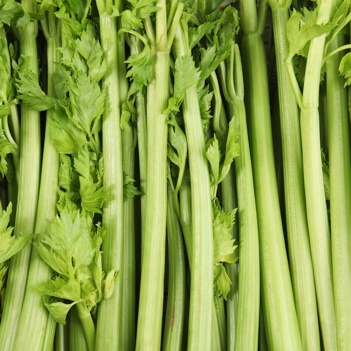 BIO Zeler stopkový Tall Utah - Apium graveolens - bio semená - 80 ks