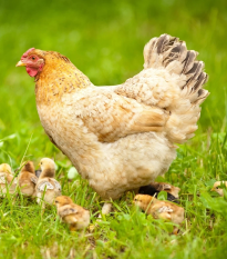 BIO Trávna zmes na zatrávnenie výbehov a pasienkov - zmes tráv - semena - Sativa - 500 g