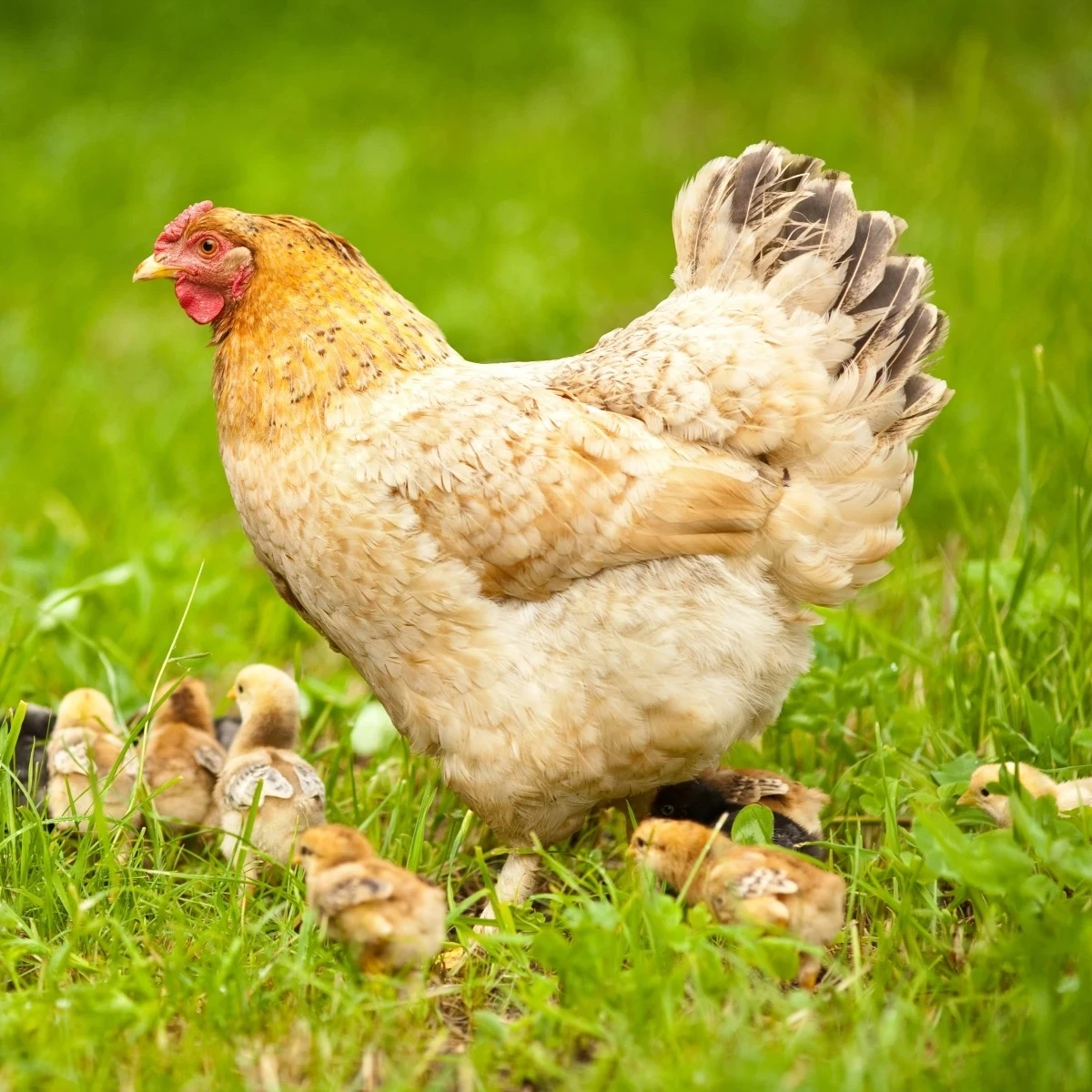 BIO Trávna zmes na zatrávnenie výbehov a pasienkov - zmes tráv - semena - Sativa - 500 g