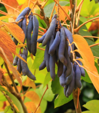 Dekaisnea Fargesova - modrá fazuľa - Decaisnea fargesii - semená - 8 ks