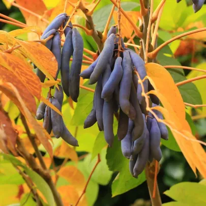 Dekaisnea Fargesova - modrá fazuľa - Decaisnea fargesii - semená - 8 ks