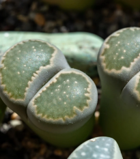 Lithops euniceae Bellaketty - Lithops euniceae - semená - 5 ks