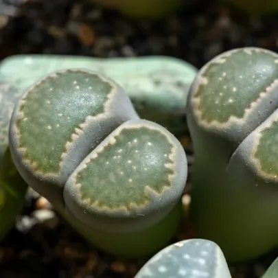 Lithops euniceae Bellaketty - Lithops euniceae - semená - 5 ks