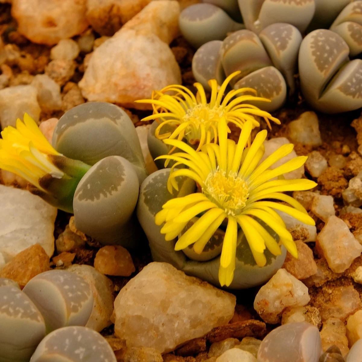 Lithops euniceae Bellaketty - Lithops euniceae - semená - 5 ks