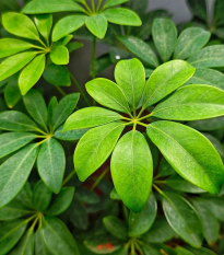 Šeflera prstovitá - Schefflera digitata - semená - 6 ks