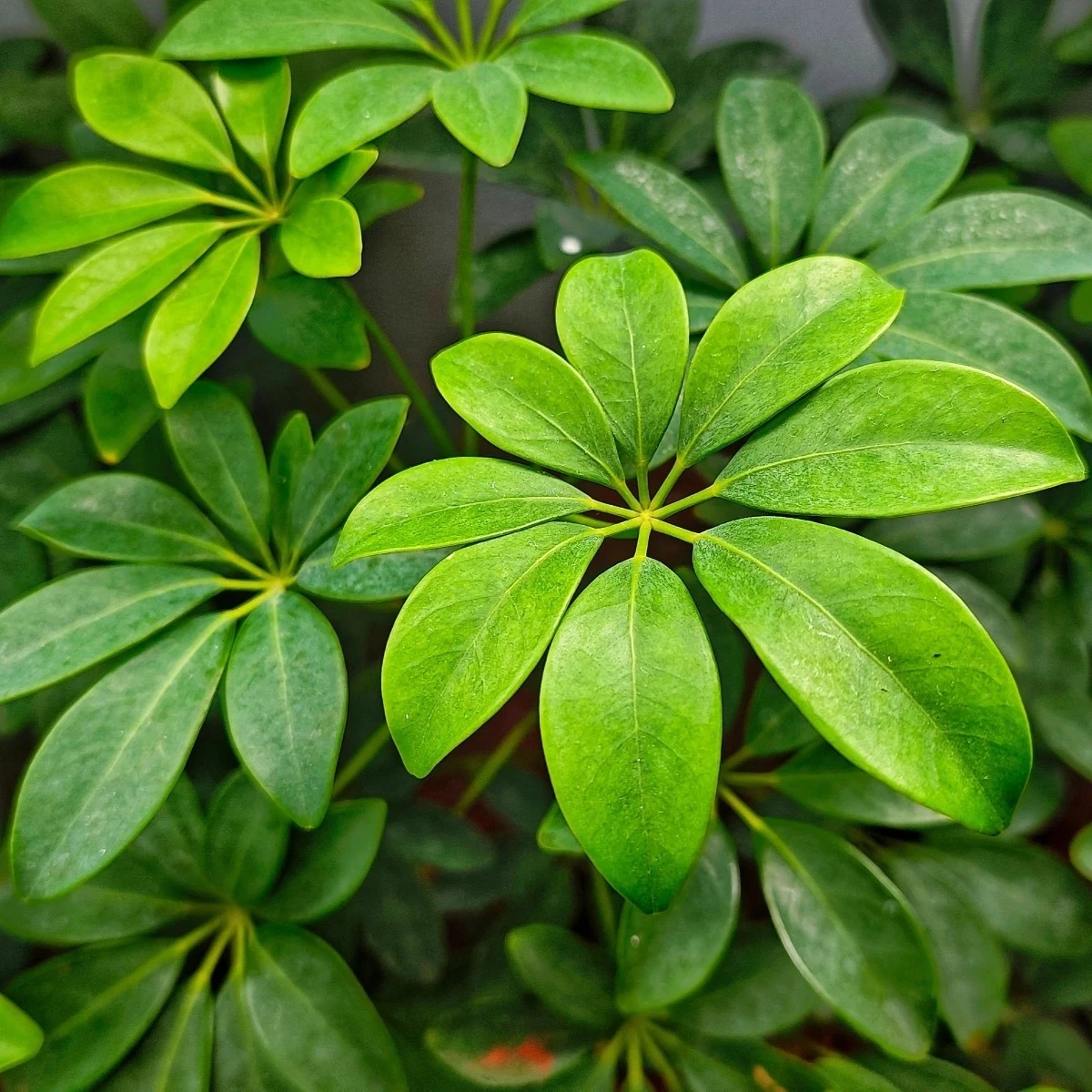 Šeflera prstovitá - Schefflera digitata - semená - 6 ks