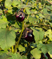 BIO Baklažán Bambino - Solanum melongena - bio semená - 15 ks