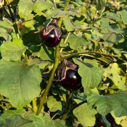 BIO Baklažán Bambino - Solanum melongena - bio semená - 15 ks