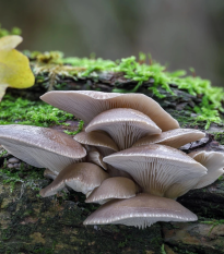 Hliva ustricová - zrnitá sadba - Pleurotus ostreatus - sadba - 500 ml