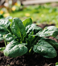 Špenát Fagot F1 - Spinacia oleracea - semená špenátu - 200 ks