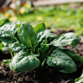 Špenát Fagot F1 - Spinacia oleracea - semená špenátu - 200 ks