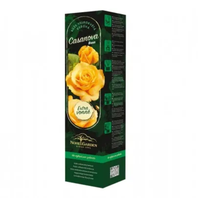 Ruža veľkokvetá kríková - Fragrant Casanova - Rosa - voľnokorenné sadenice ruže - 1 ks