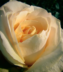 Ruža veľkokvetá kríková - Fragrant Casanova - Rosa - voľnokorenné sadenice ruže - 1 ks