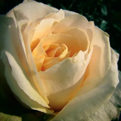 Ruža veľkokvetá kríková - Fragrant Casanova - Rosa - voľnokorenné sadenice ruže - 1 ks