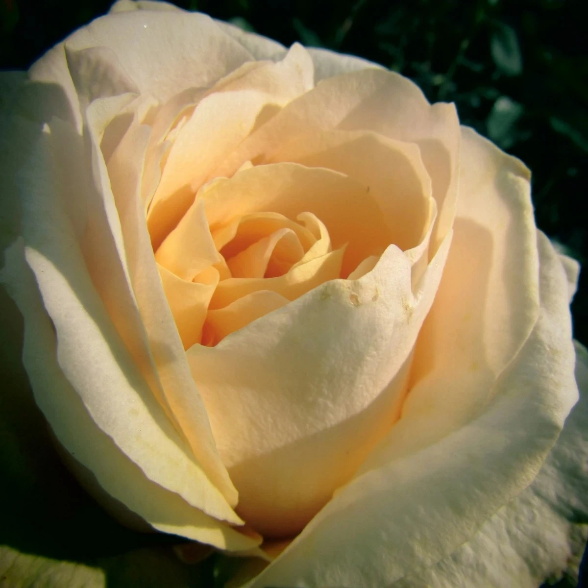 Ruža veľkokvetá kríková - Fragrant Casanova - Rosa - voľnokorenné sadenice ruže - 1 ks