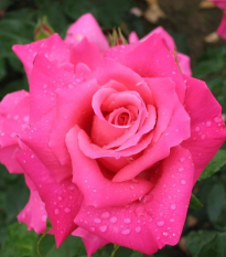 Ruža veľkokvetá kríková - Fragrant Criterion - Rosa - voľnokorenné sadenice ruže - 1 ks