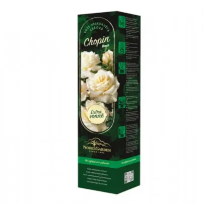 Ruža veľkokvetá kríková - Fragrant Chopin - Rosa - voľnokorenné sadenice ruže - 1 ks