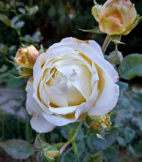 Ruža veľkokvetá kríková - Fragrant Chopin - Rosa - voľnokorenné sadenice ruže - 1 ks