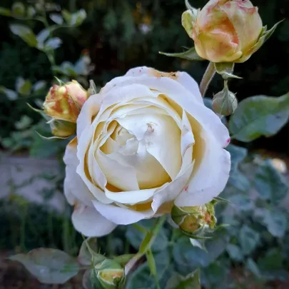 Ruža veľkokvetá kríková - Fragrant Chopin - Rosa - voľnokorenné sadenice ruže - 1 ks