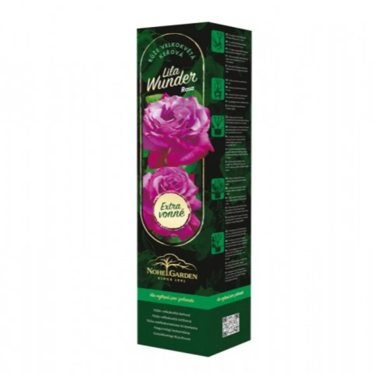 Ruža veľkokvetá kríková - Fragrant Lila Wunder - Rosa - voľnokorenné sadenice ruže - 1 ks