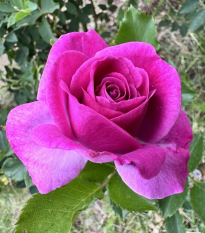 Ruža veľkokvetá kríková - Fragrant Lila Wunder - Rosa - voľnokorenné sadenice ruže - 1 ks