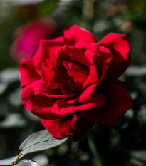 Ruža veľkokvetá kríková - Fragrant Mister Lincoln - Rosa - voľnokorenné sadenice ruže - 1 ks