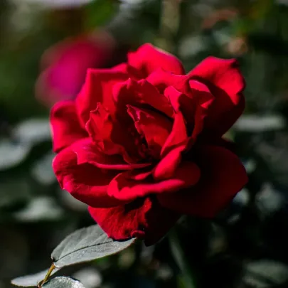 Ruža veľkokvetá kríková - Fragrant Mister Lincoln - Rosa - voľnokorenné sadenice ruže - 1 ks