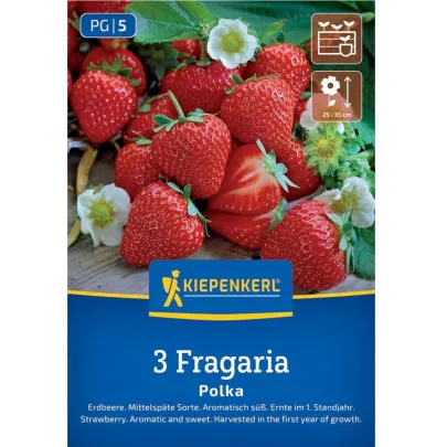 Jahodník Polka - Fragaria ananassa - jednoducho korenené sadenice - 3 ks