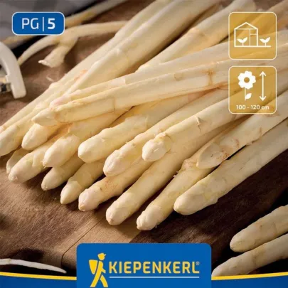 Špargľa Gijnlim biela - Asparagus officinalis - prostokorenné sadenice špargle - 2 ks