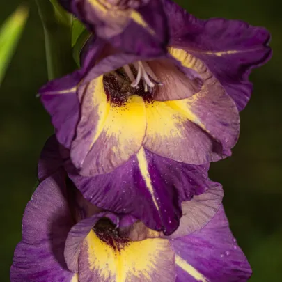 Gladiola Joplin - Gladiolus - cibuľoviny - 3 ks