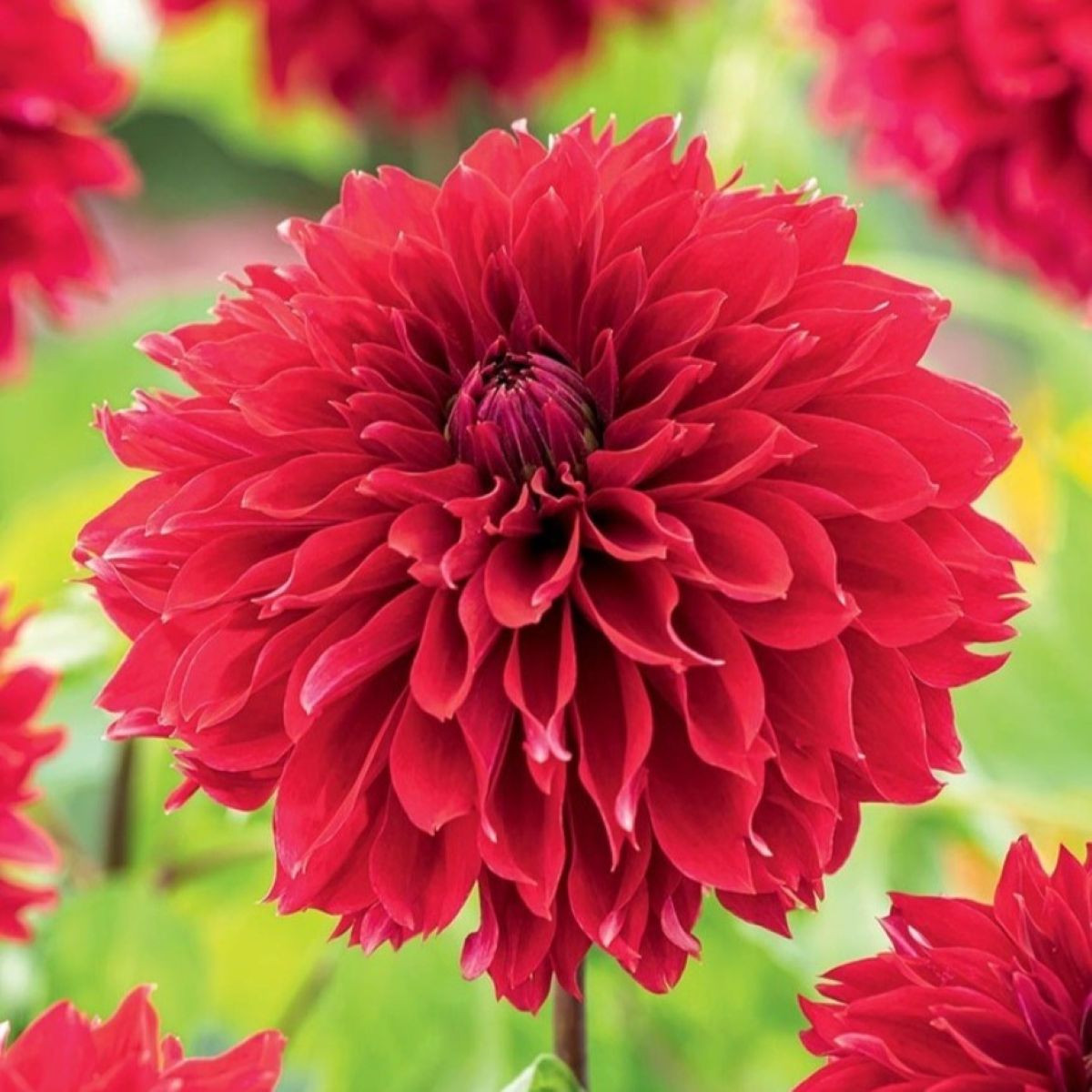 Georgína Red Fubuki - Dahlia - cibuľoviny - 1 ks