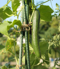 Uhorka šalátová Tribute F1 - Cucumis sativus - semená - 10 ks