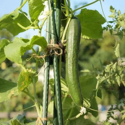 Uhorka šalátová Tribute F1 - Cucumis sativus - semená - 10 ks
